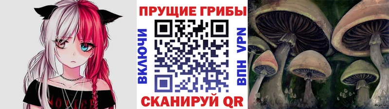 хочу   Новодвинск  Галлюциногенные грибы Magic Shrooms 